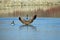 A Canadian Goose Spreading its Wings