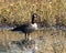 A Canadian goose standing in standing water