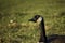 Canadian Goose in the sun