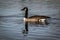 Canadian goose swimming