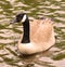 Canadian Goose swimming