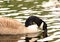 Canadian Goose swimming