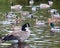 Canadian Goose swimming