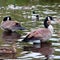 Canadian Goose swimming