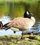 Canadian Goose swimming