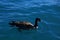 Canadian goose swimming freely in the clear lake water