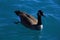 Canadian goose swimming freely in the clear lake water