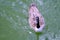 Canadian goose swimming toward you on green lake water