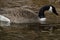 A Canadian Goose Swims in Lake Superior