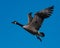 Canadian goose taking off from a resting spot