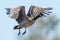 A Canadian Goose taking of with wings spread