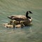 Canadian Goose with three babies.