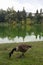 Canadian goose in Toronto city High Park