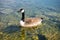 canadian goose at Tutzing Starnberg lake Germany