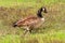 Canadian Goose with twin beaks