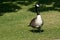 Canadian Goose Waddling Down to the Water