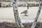 Canadian Goose walking down Gravel Road