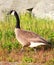 Canadian Goose walking Geese in grass