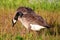 Canadian Goose walking Geese in grass