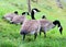 Canadian Goose walking Geese in grass