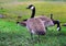 Canadian Goose walking Geese in grass