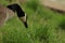 A Canadian goose walking on ice makes some noise in Hauser, Idaho