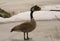 Canadian goose walking on ice, what going on?