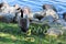 A Canadian Goose watches over goslings by the shore