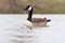 Canadian goose in the water