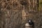 Canadian Goose in the wetlands