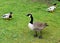 Canadian goose and wild ducks. On a green meadow.