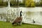 Canadian goose and wild ducks. On a green meadow.