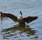 A Canadian goose with wings fully extended