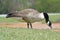 Canadian goose on winter range