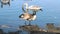 Canadian Goose and a Young Swan feeding together