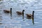 Canadian Gooses of lake