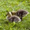 Canadian Goslings