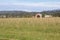 Canadian Grassland Ready for Harvesting