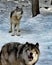 Canadian gray wolves