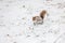 Canadian grey squirrel on the snow ground in winter