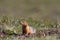Canadian ground squirrel stretching and looking around the tundra