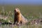 Canadian ground squirrel stretching and looking around the tundra