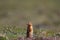 Canadian ground squirrel surveying its territory