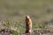 Canadian ground squirrel surveying its territory