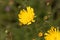 Canadian hawkweed Hieracium umbellatum