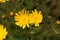 Canadian hawkweed Hieracium umbellatum