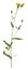 Canadian hawkweed, Hieracium umbellatum isolated on white background