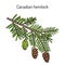 Canadian hemlock Tsuga canadensis , medicinal plant