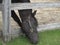 Canadian horse eating grass