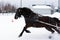 Canadian horse in winter competiton